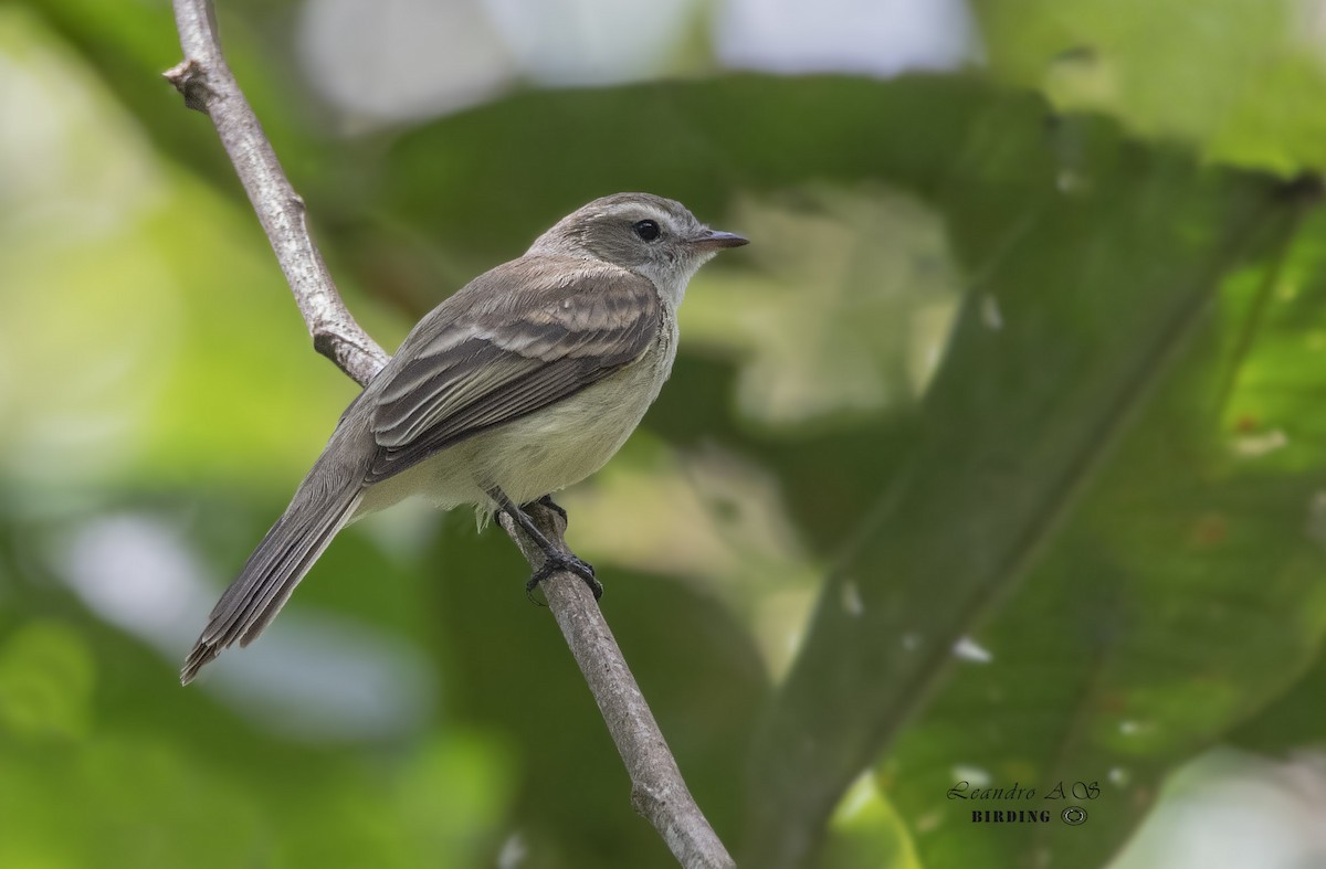 Mouse-colored Tyrannulet (Northern) - Leandro Arias Salazar