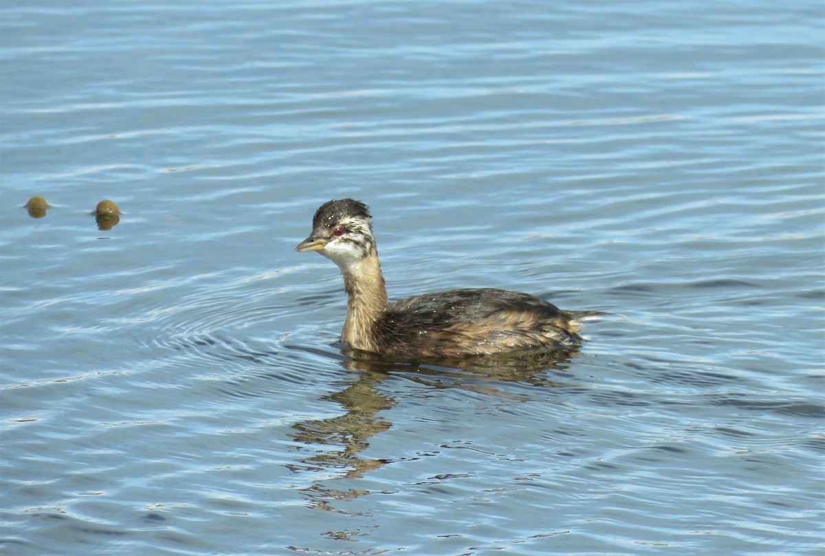 White-tufted Grebe - ML206551581