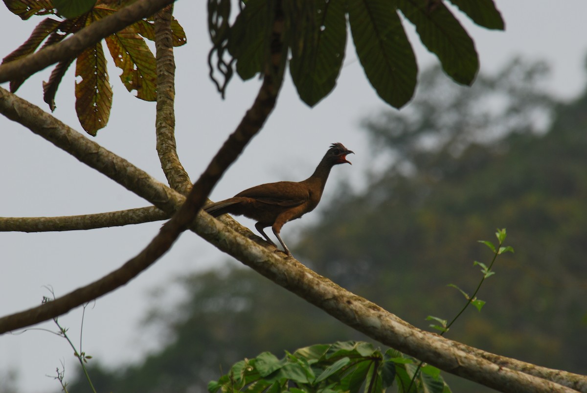 Plain Chachalaca - ML206552011