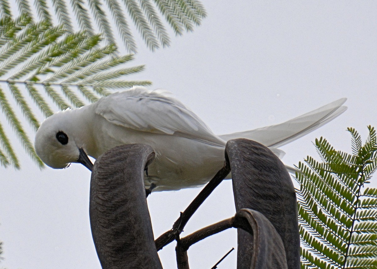 White Tern - Gayle Lee