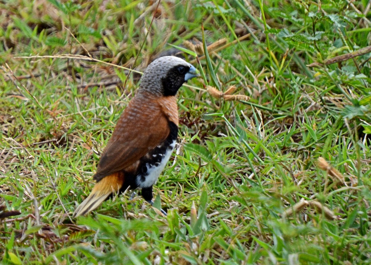 Chestnut-breasted Munia - ML206553401