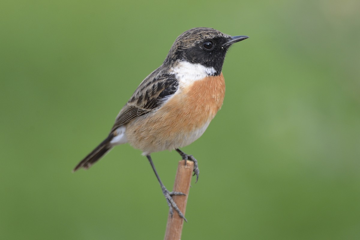 European Stonechat - ML206555371