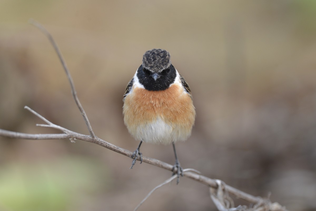 European Stonechat - ML206555391