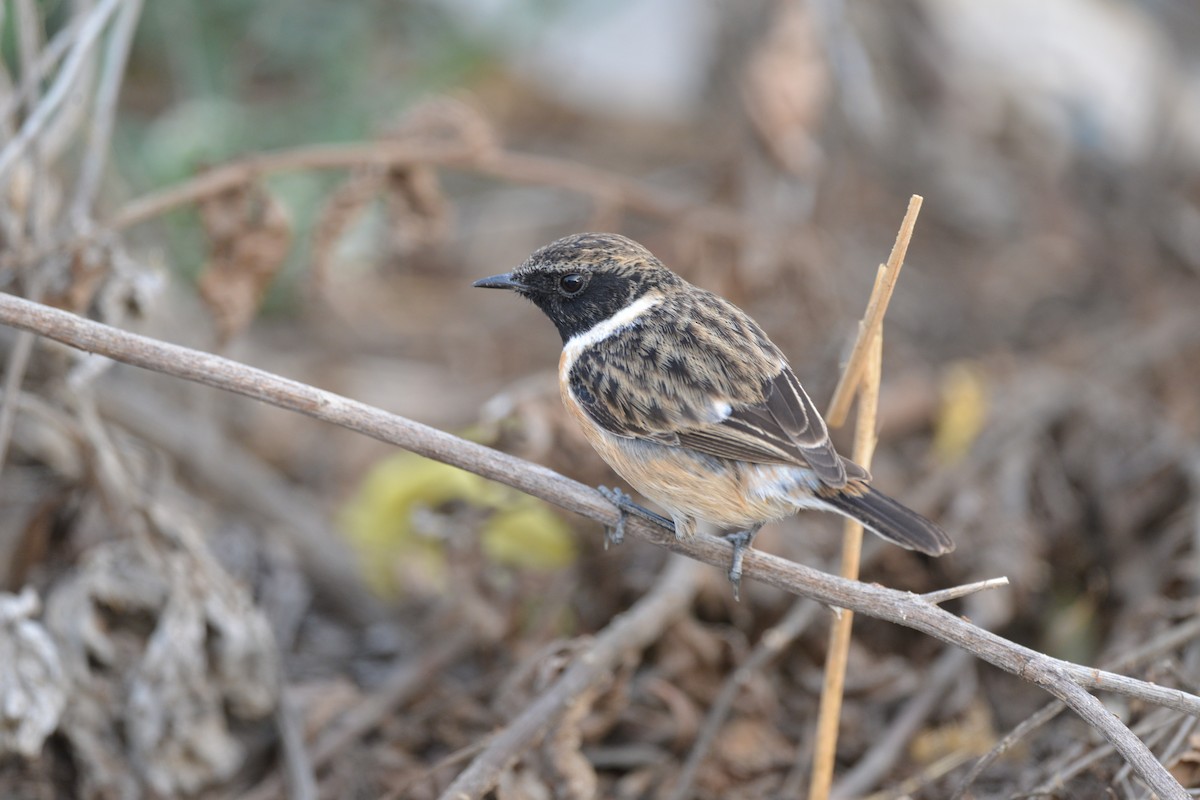 European Stonechat - ML206555481