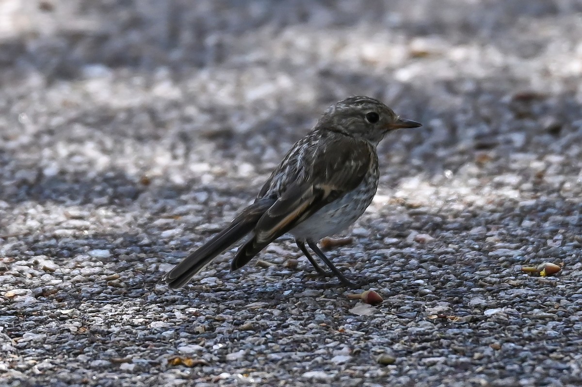 Red-capped Robin - ML206555771