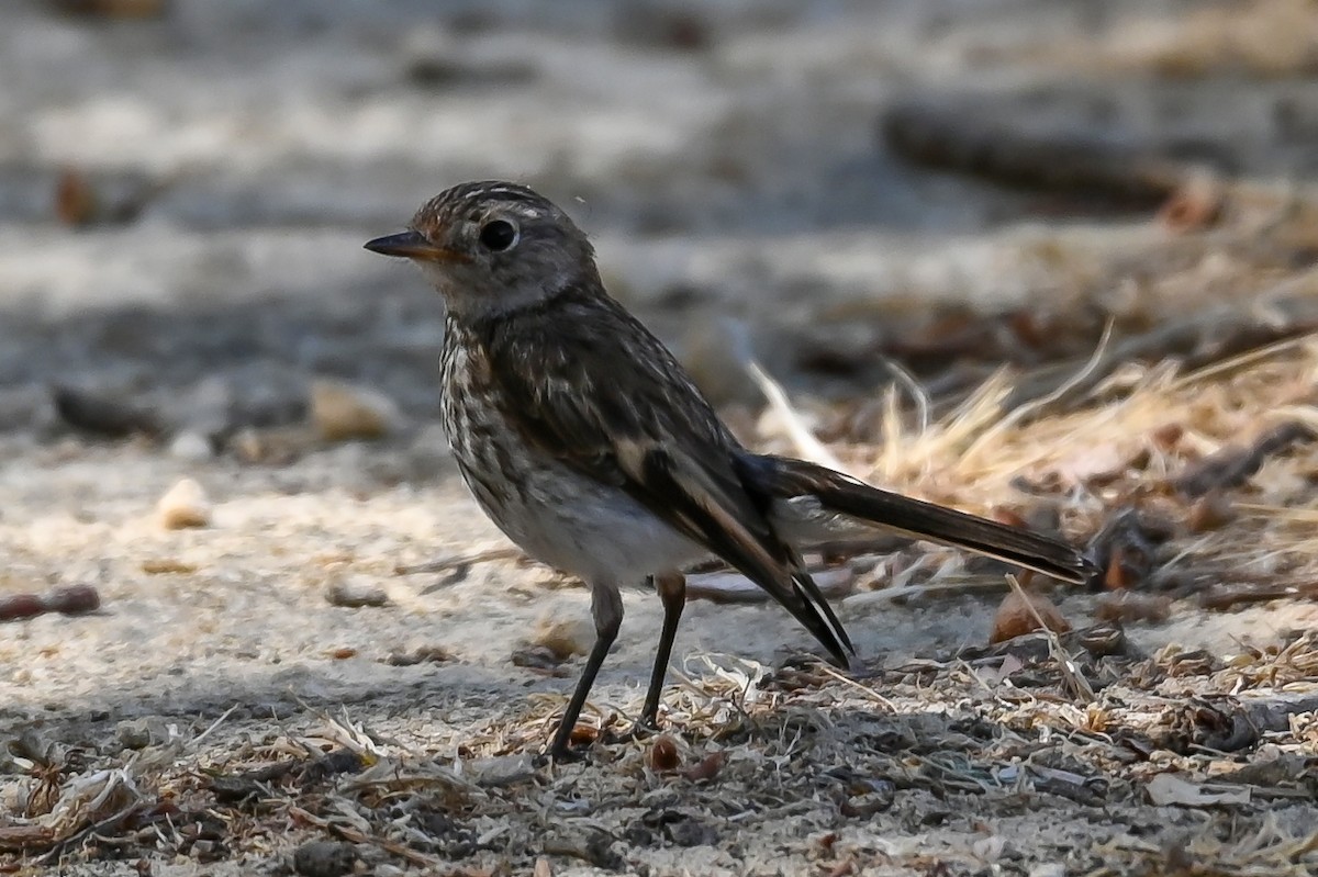 Red-capped Robin - ML206555801