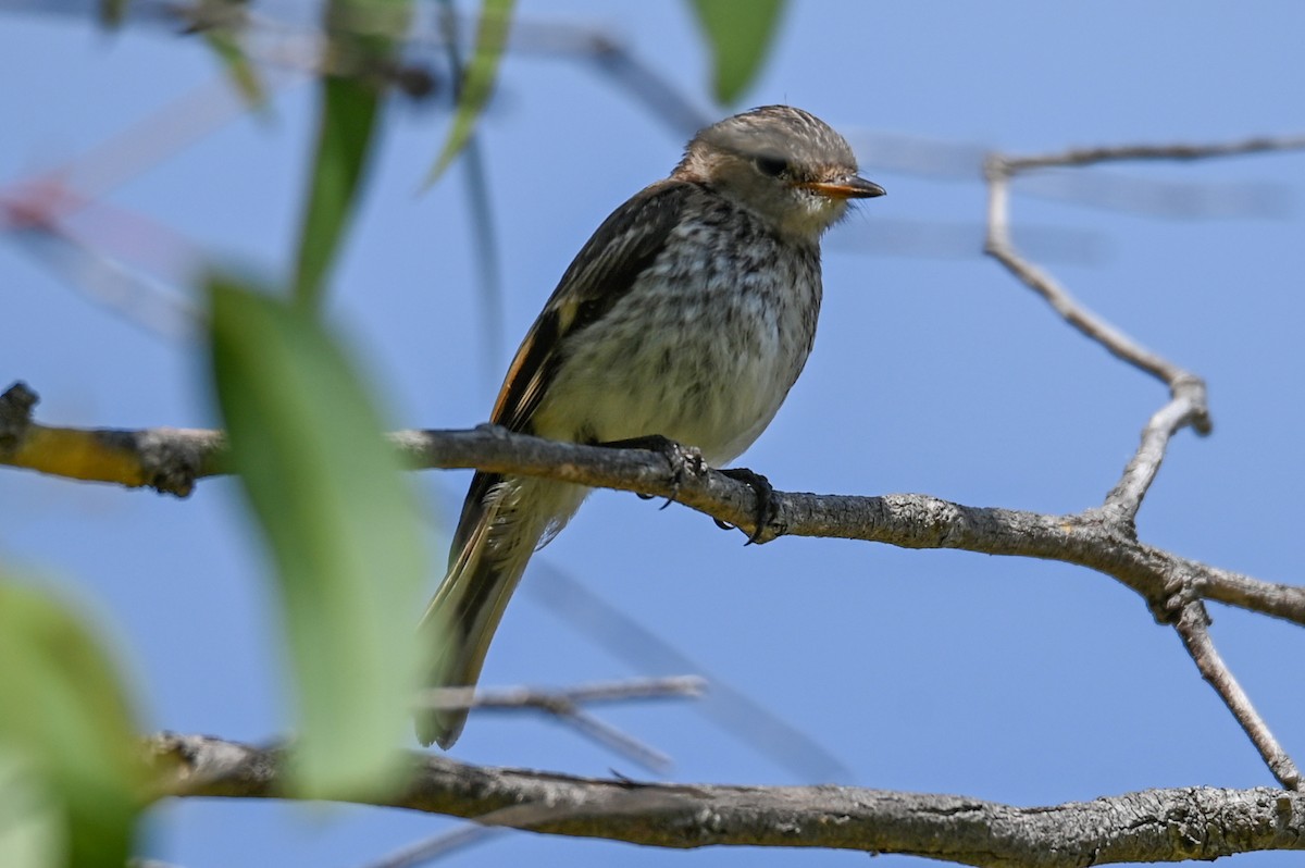 Red-capped Robin - ML206555871