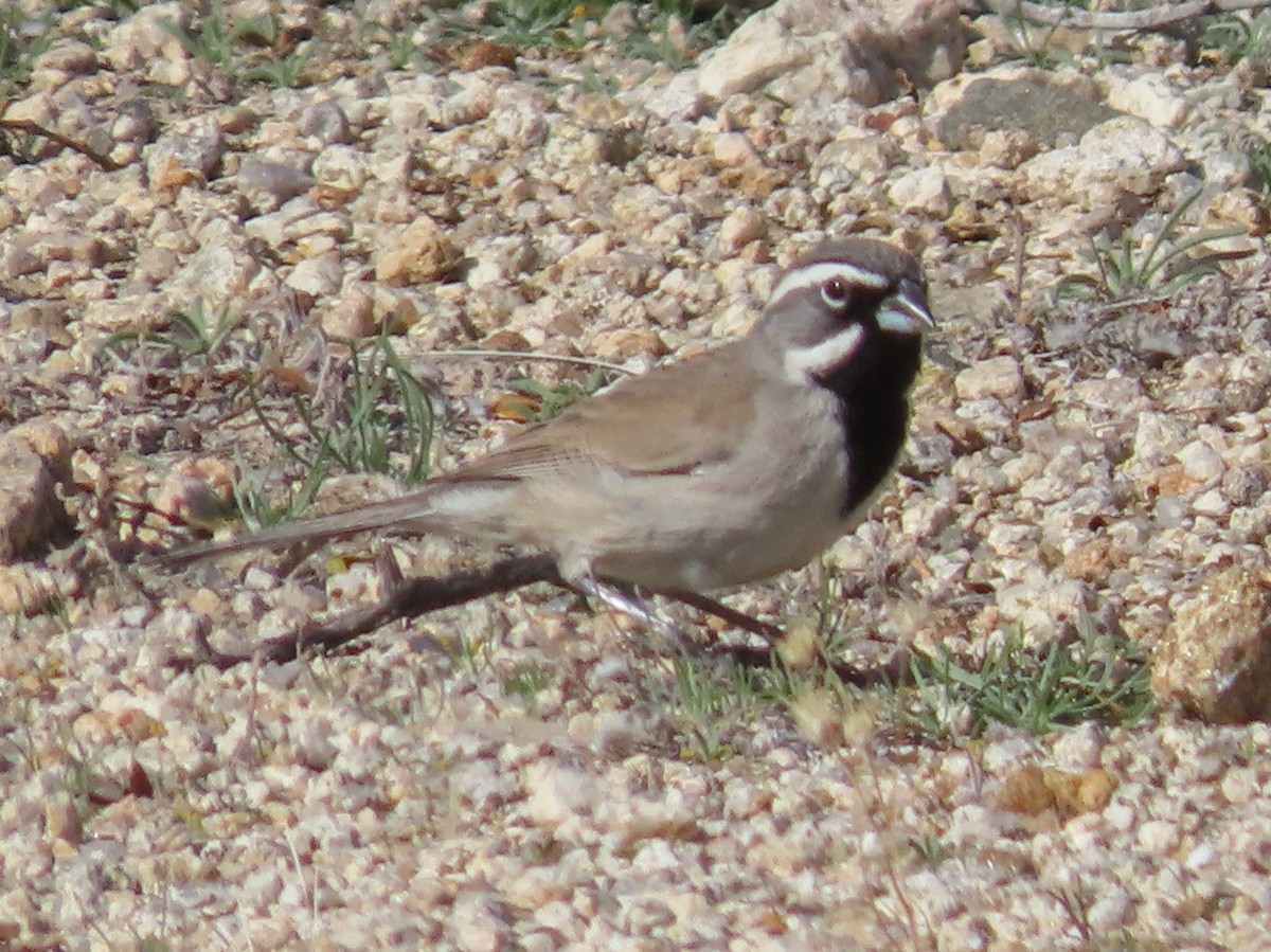 Black-throated Sparrow - ML206557151