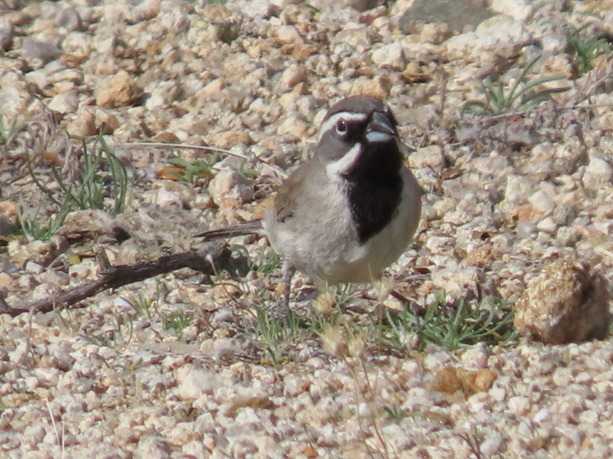 Black-throated Sparrow - ML206557161