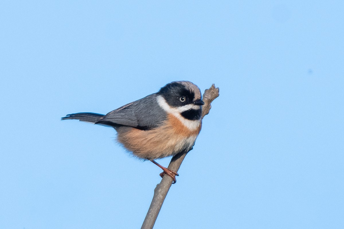 Black-throated Tit - Jerold Tan