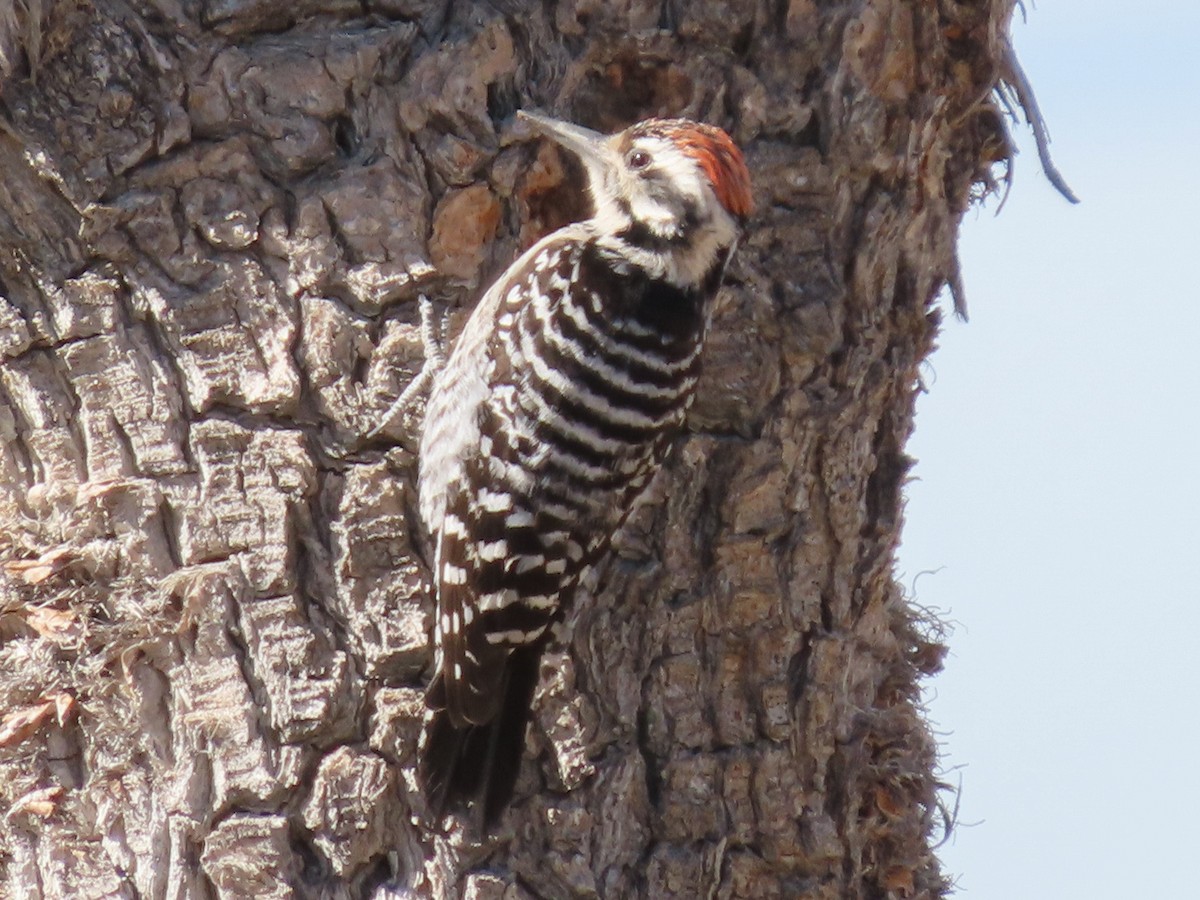 Ladder-backed Woodpecker - ML206558651