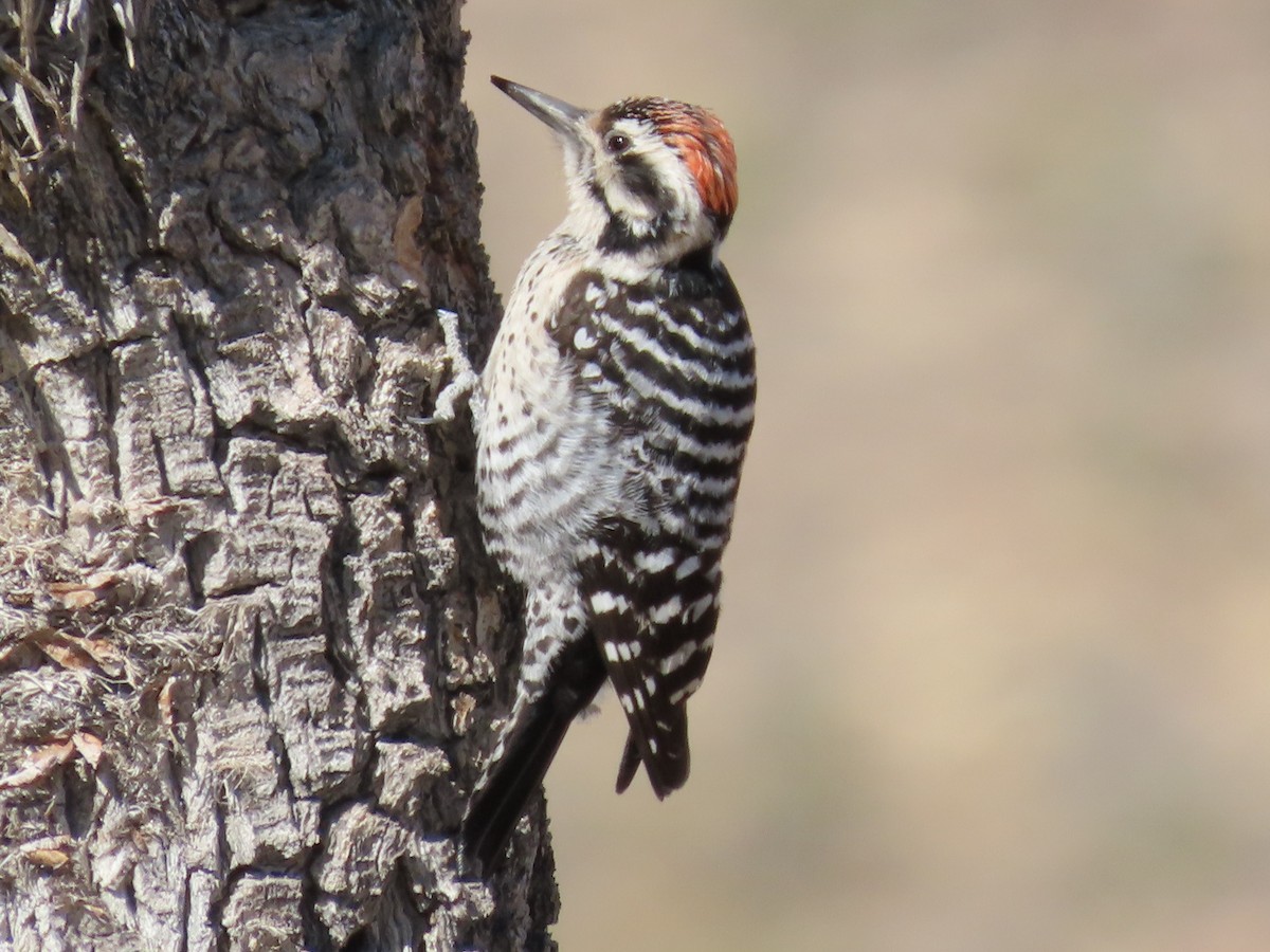 Ladder-backed Woodpecker - ML206558701