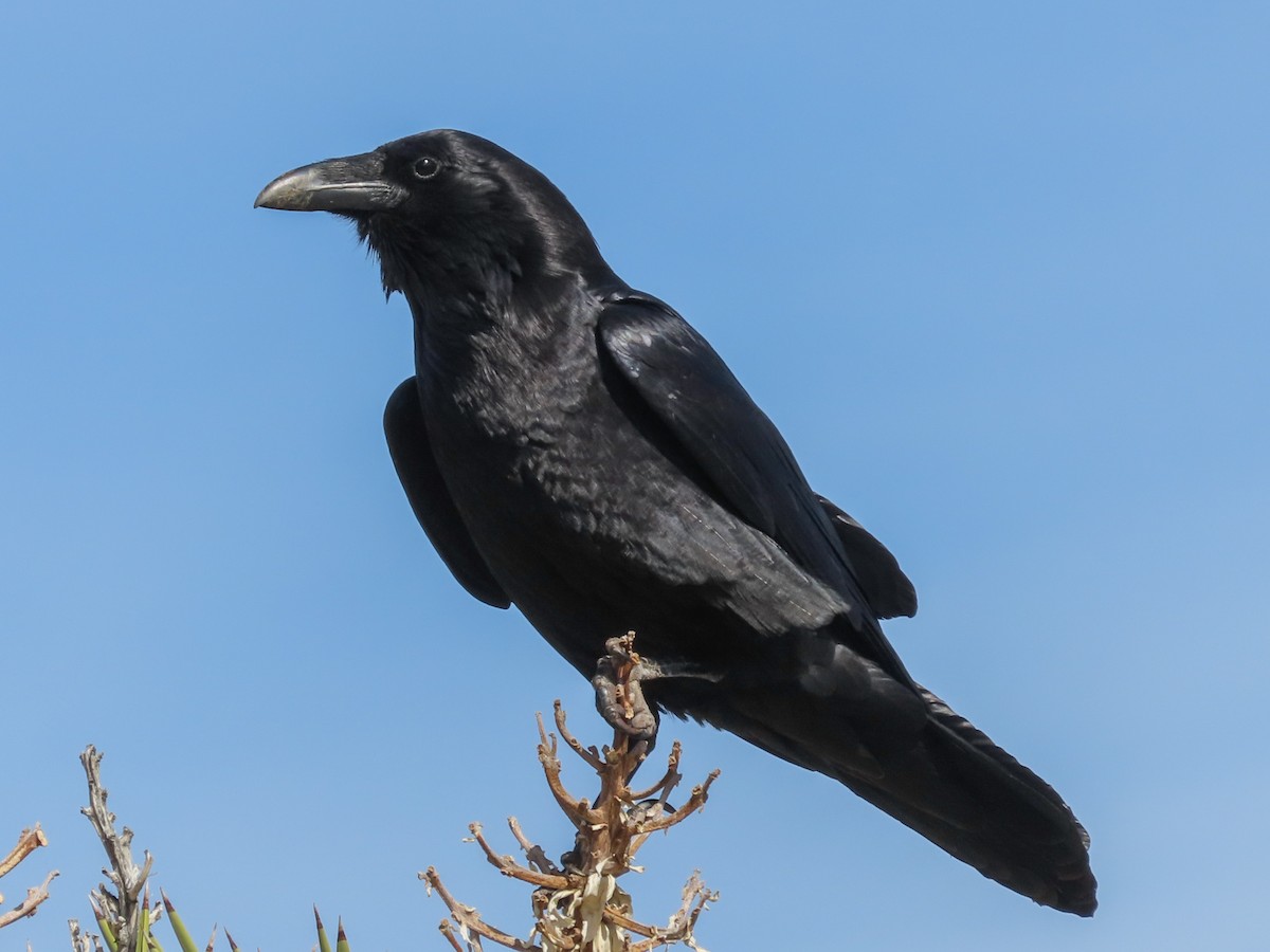 Common Raven - ML206558761