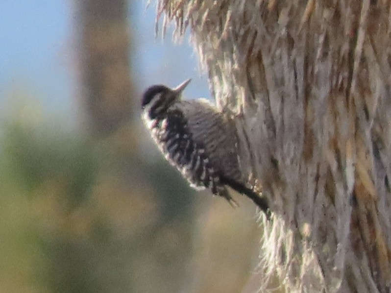 Ladder-backed Woodpecker - ML206558991