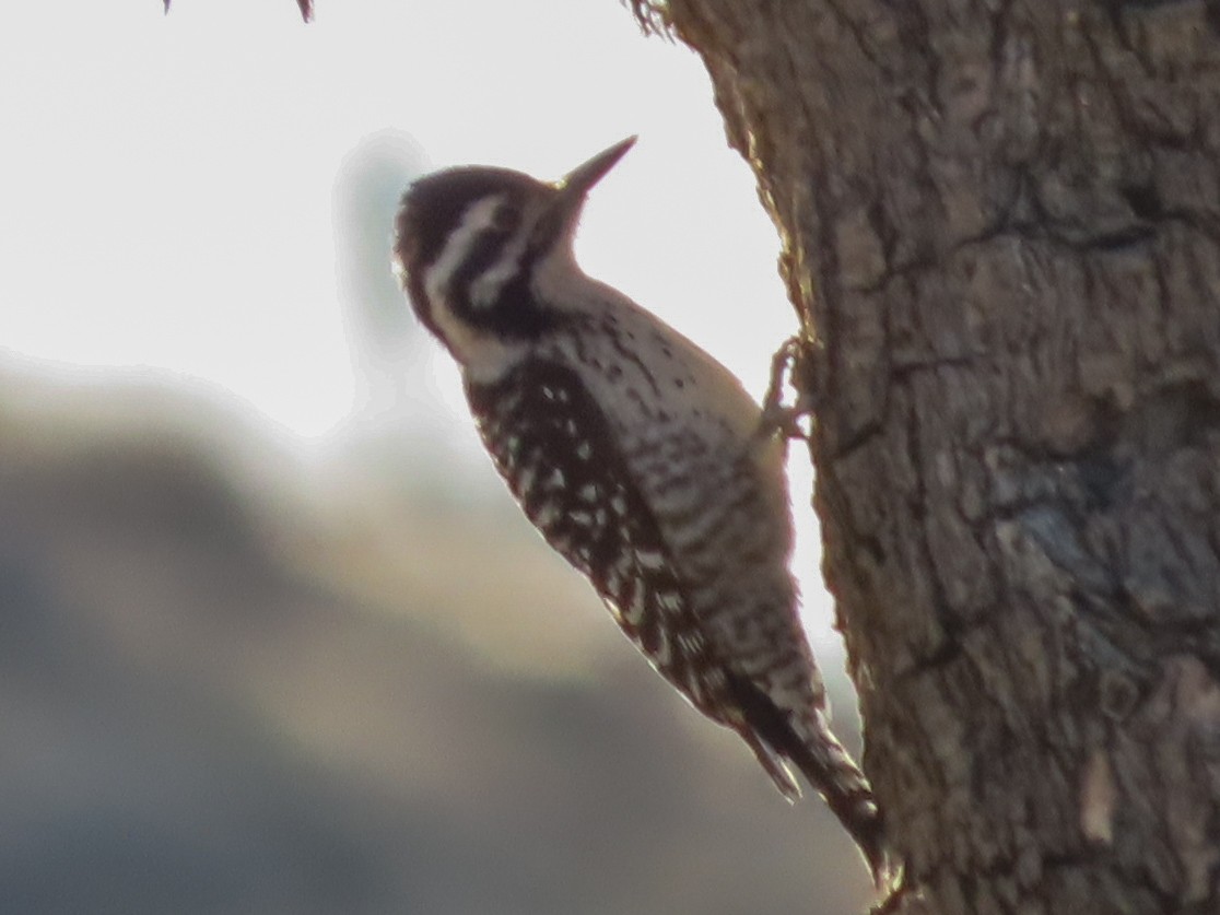 Ladder-backed Woodpecker - ML206559041