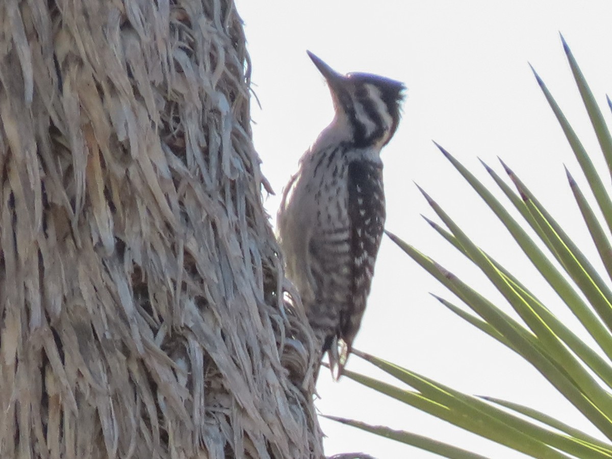 Ladder-backed Woodpecker - ML206559071