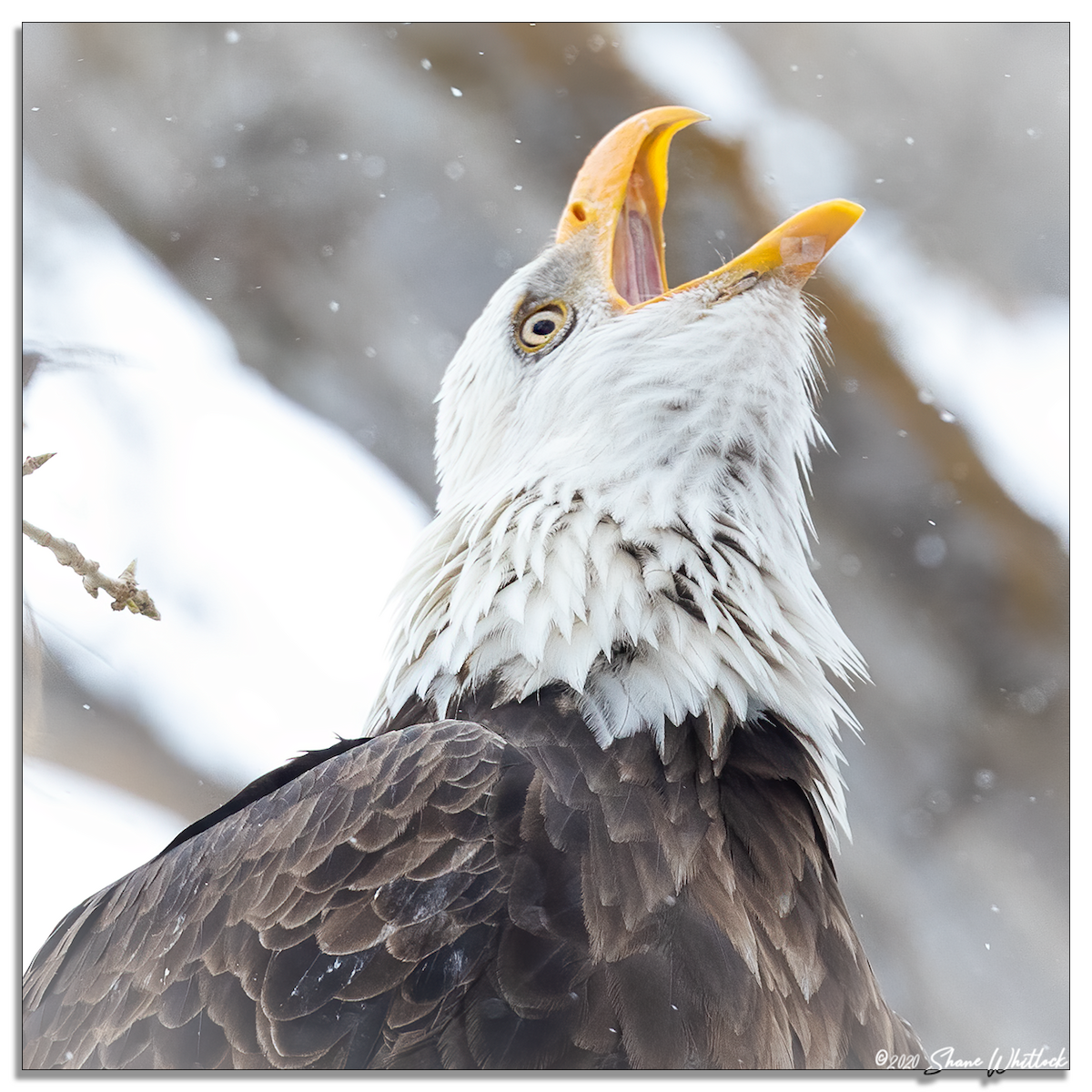 Bald Eagle - ML206559531