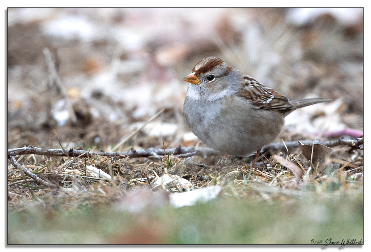 White-crowned Sparrow - Shane Whitlock