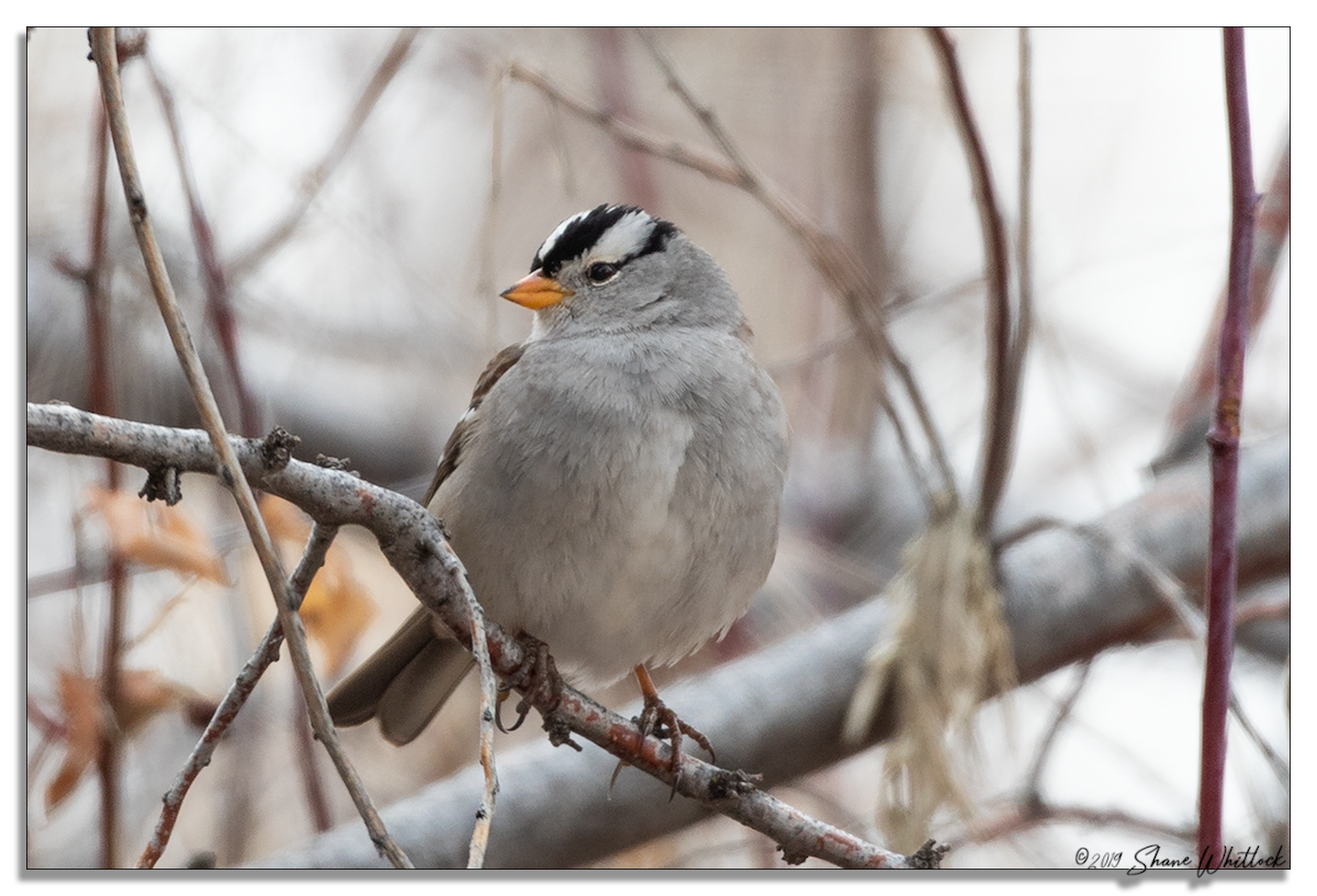 White-crowned Sparrow - Shane Whitlock