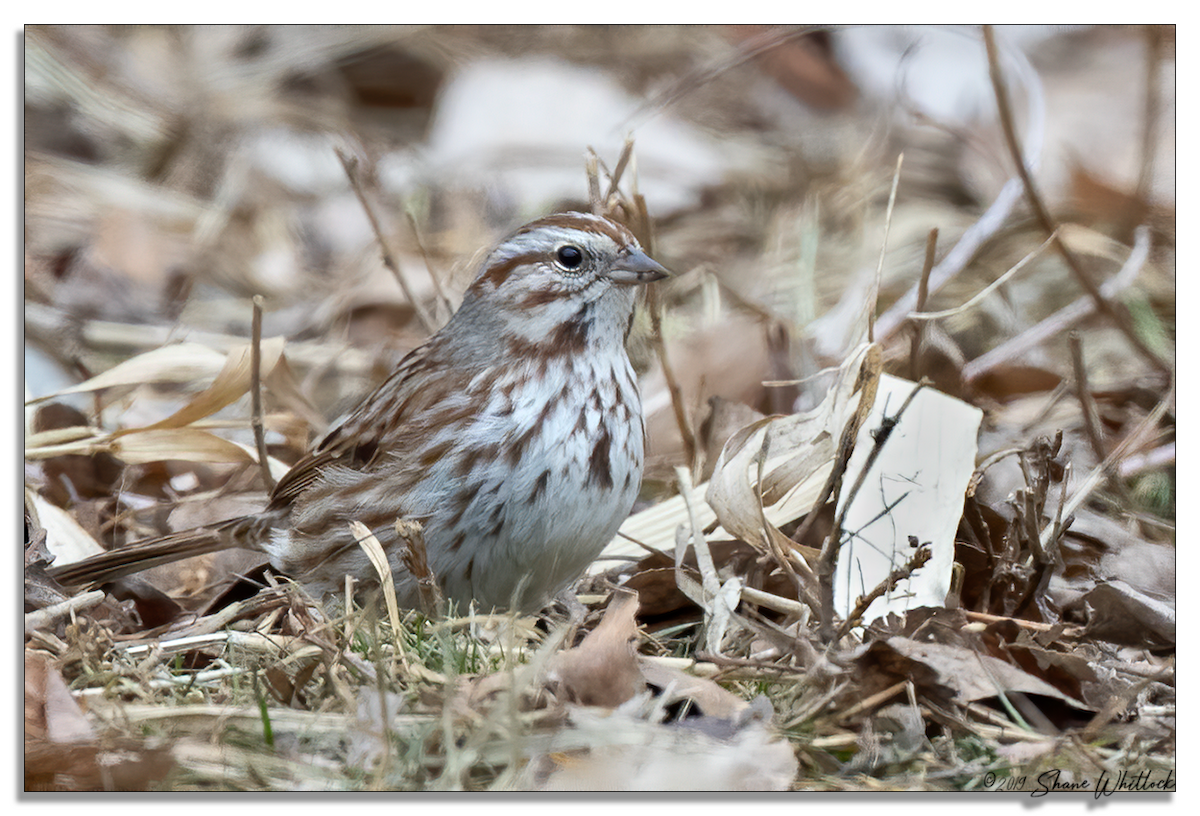 Song Sparrow - Shane Whitlock