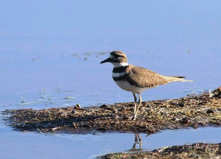 Killdeer - Paul Marvin