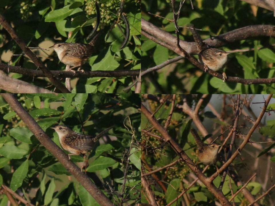 Sedge Wren - ML20656441