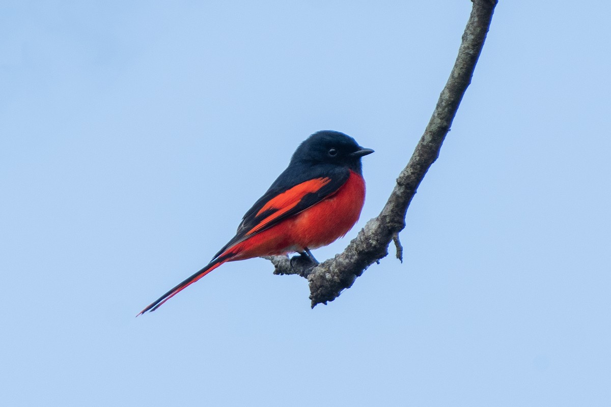 Minivet à bec court - ML206564911