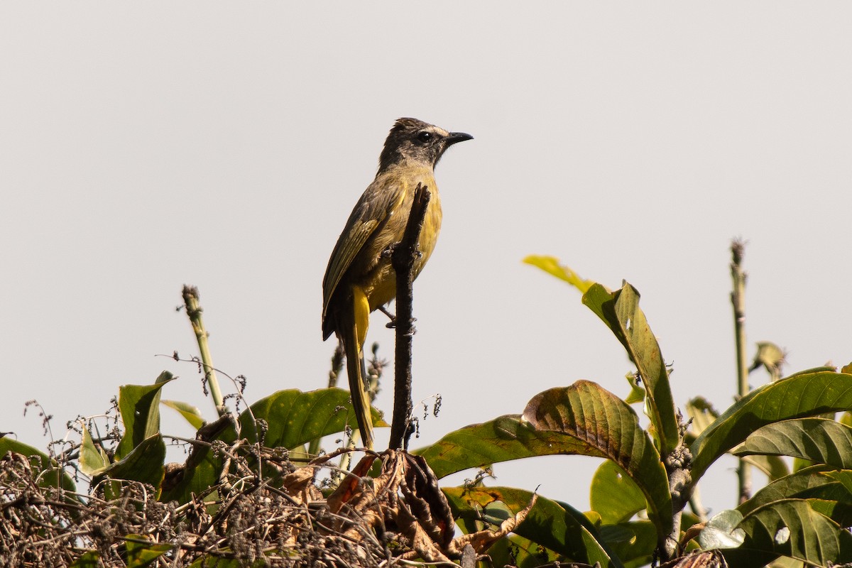 Flavescent Bulbul - Jerold Tan