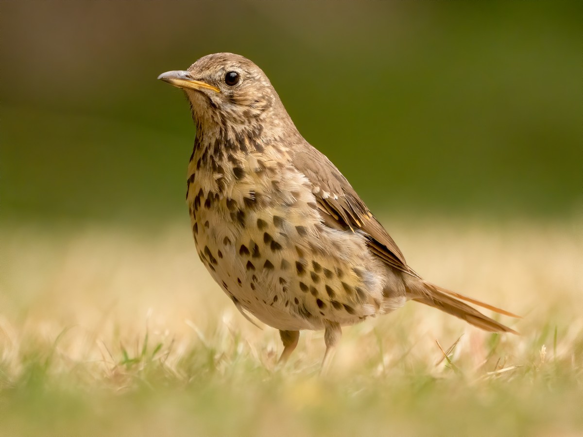 Song Thrush - Richard Simmonds