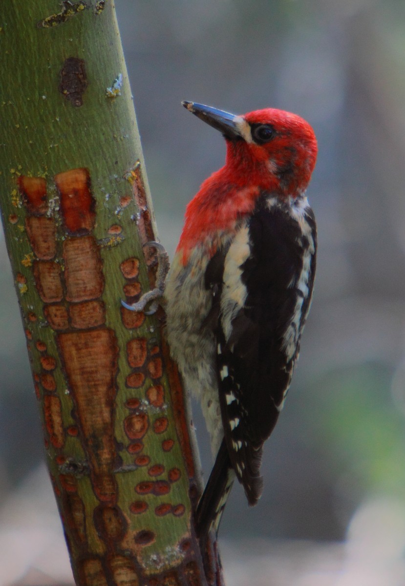 Red-breasted Sapsucker - ML206566781
