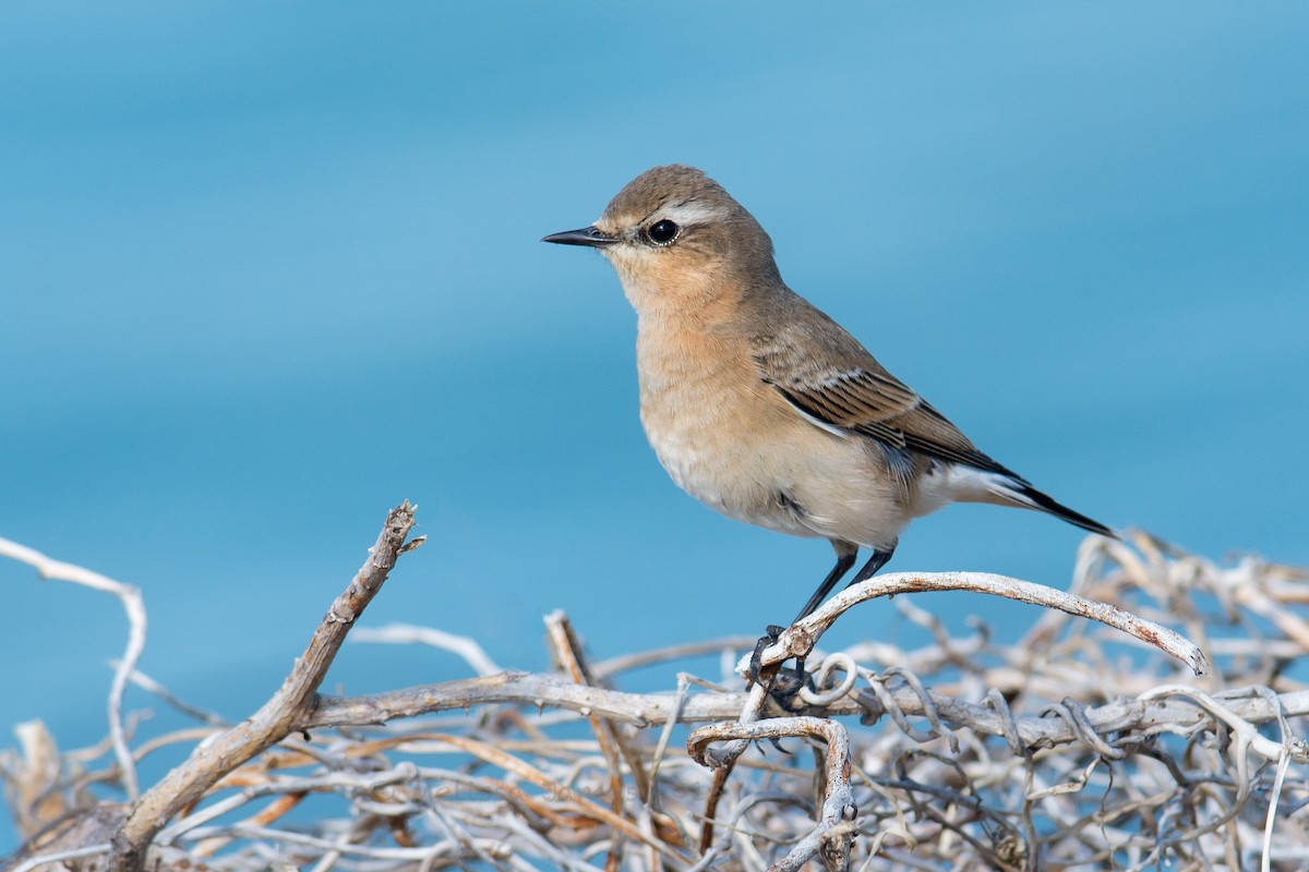 Northern Wheatear - Melissa James