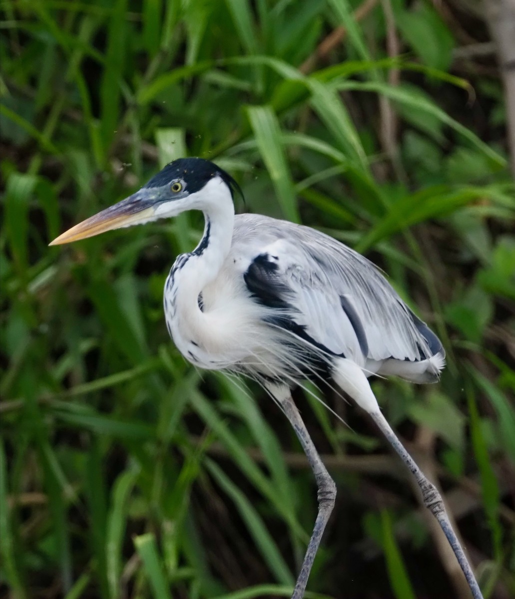 Cocoi Heron - John Anderson