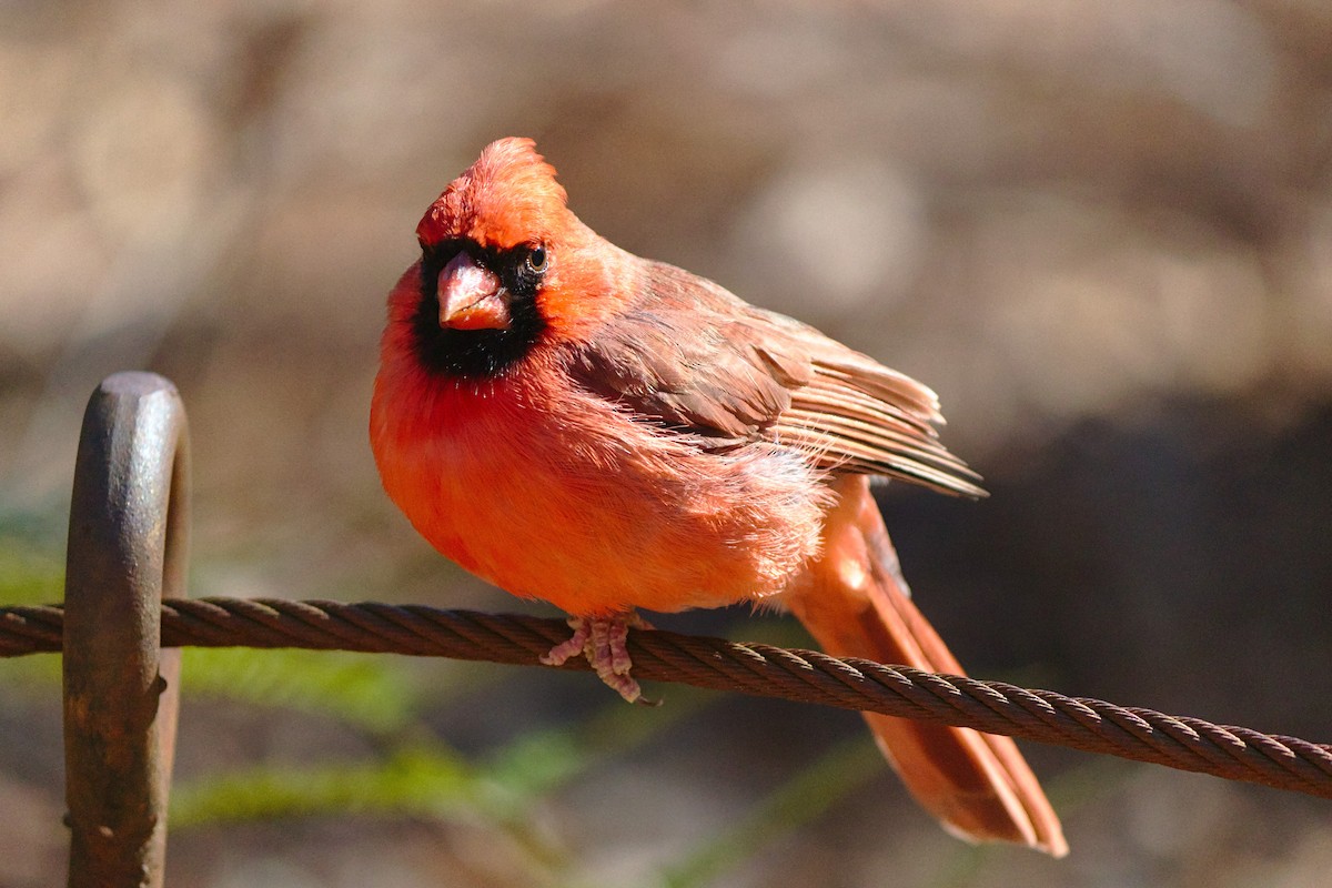 Northern Cardinal (Common) - ML206568871
