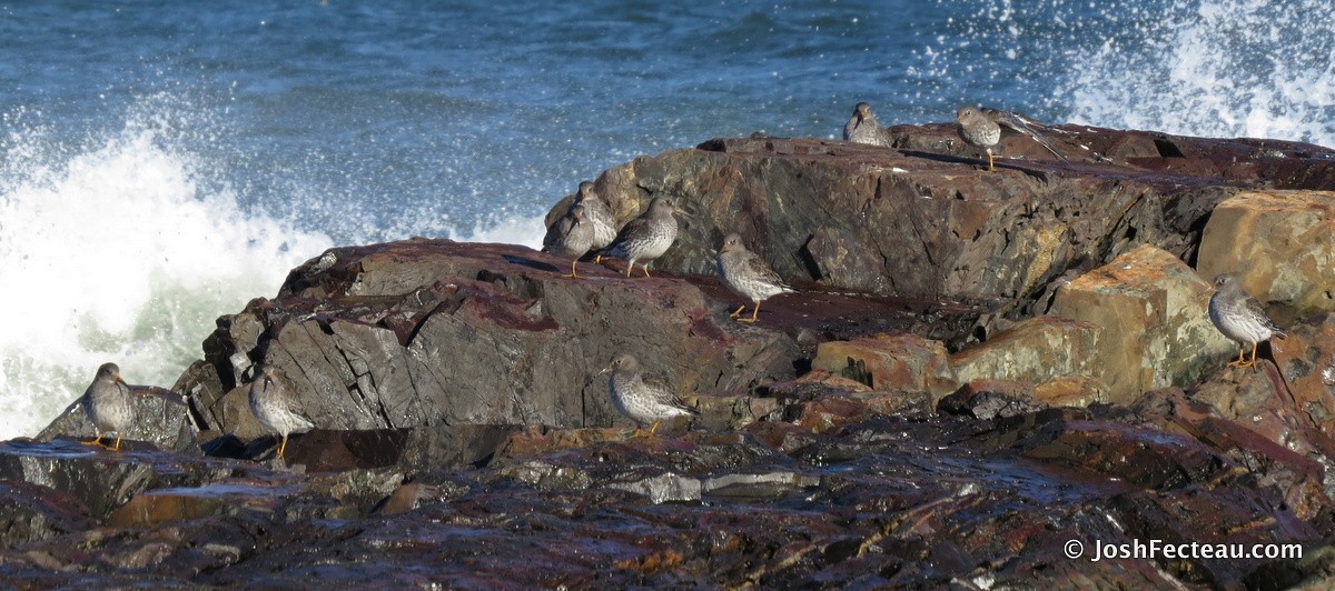 Purple Sandpiper - ML20656921