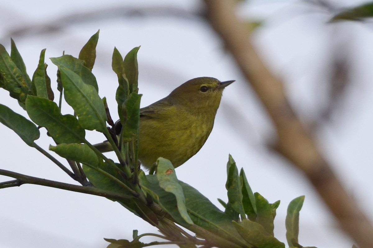 Orange-crowned Warbler - ML206570441