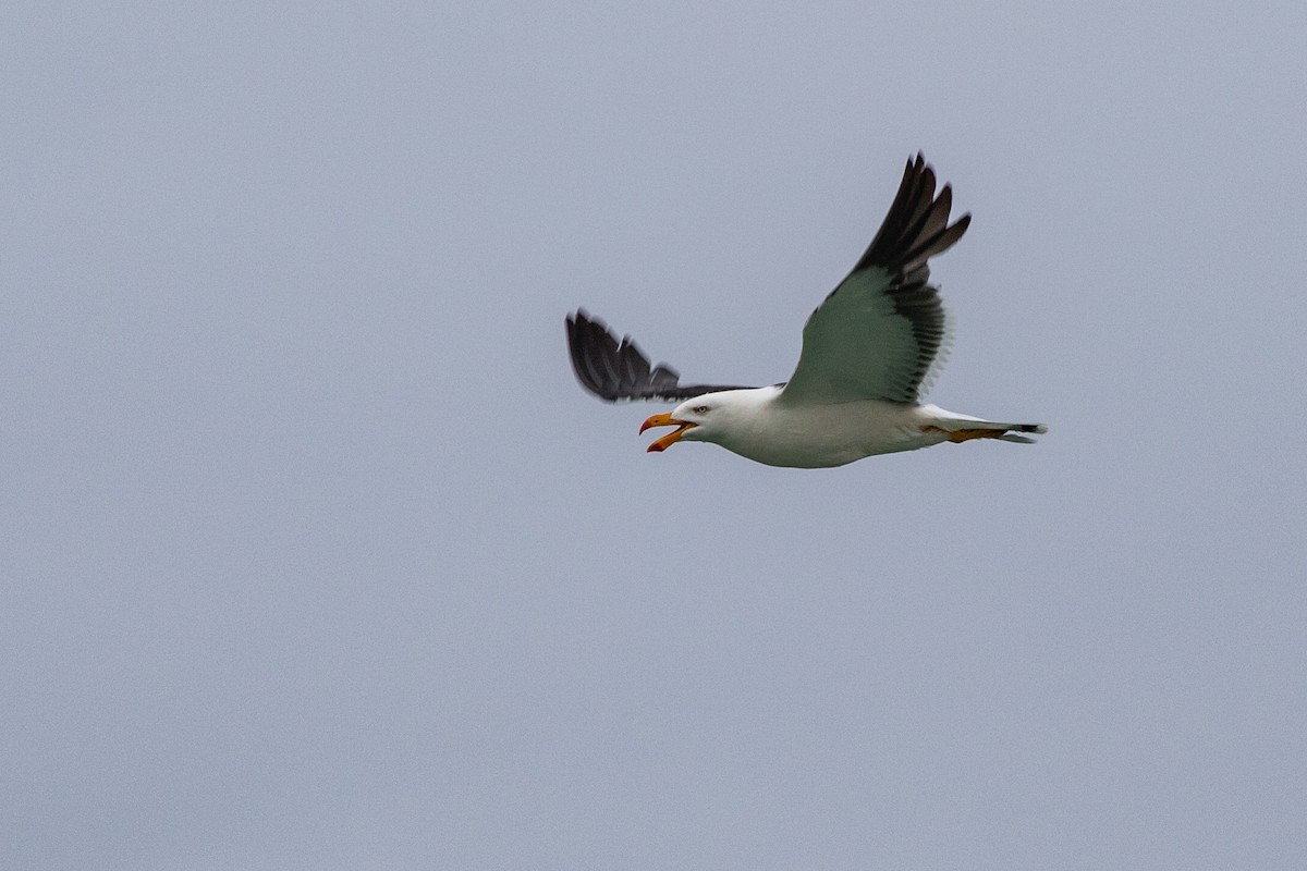 Pacific Gull - ML206571921