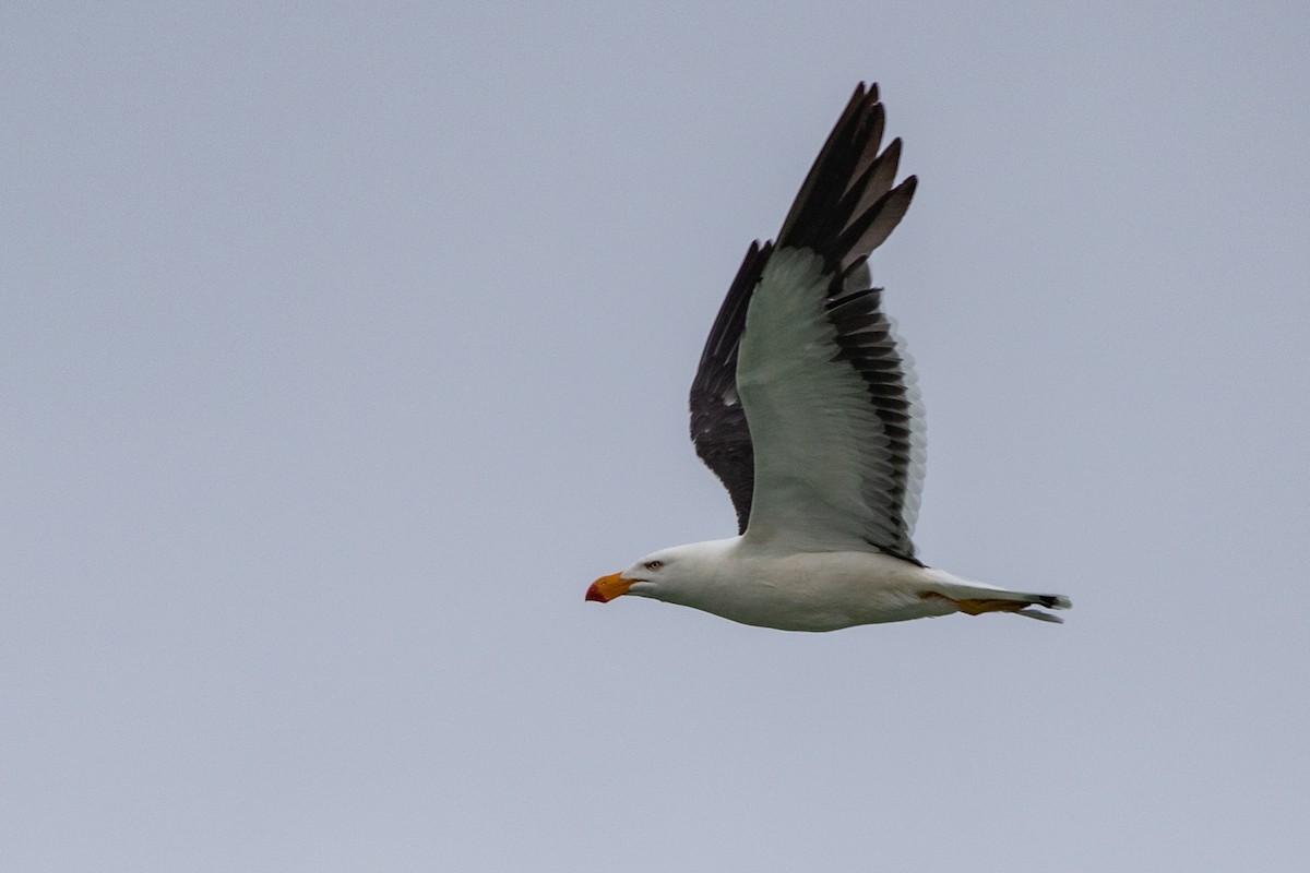 Pacific Gull - ML206571931