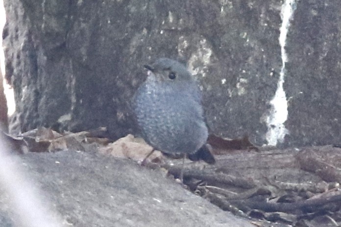 Plumbeous Redstart - ML206573821