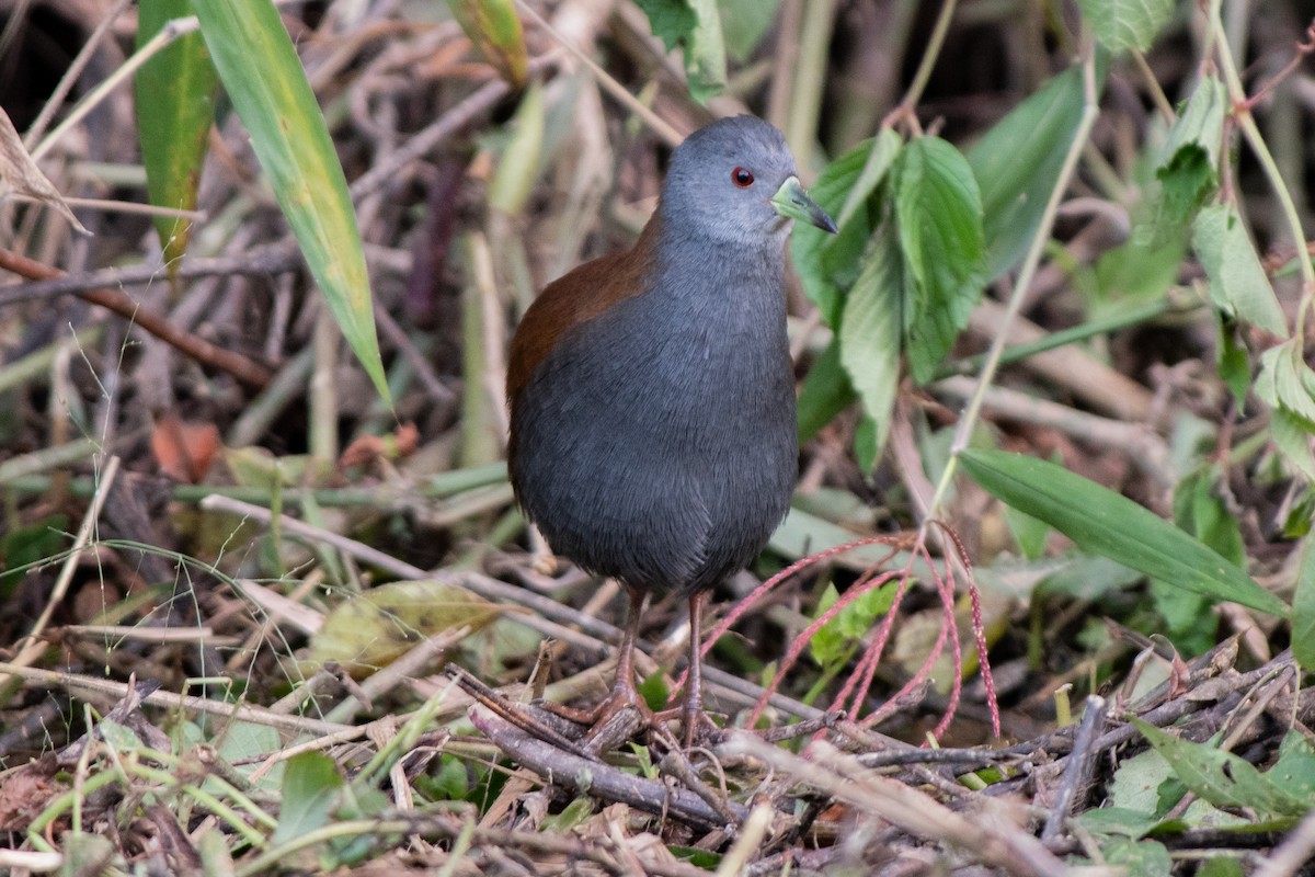 Black-tailed Crake - ML206575441