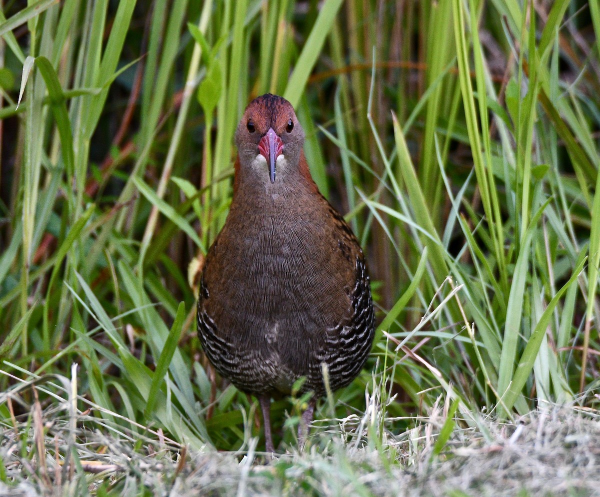 Lewin's Rail - Michael Daley