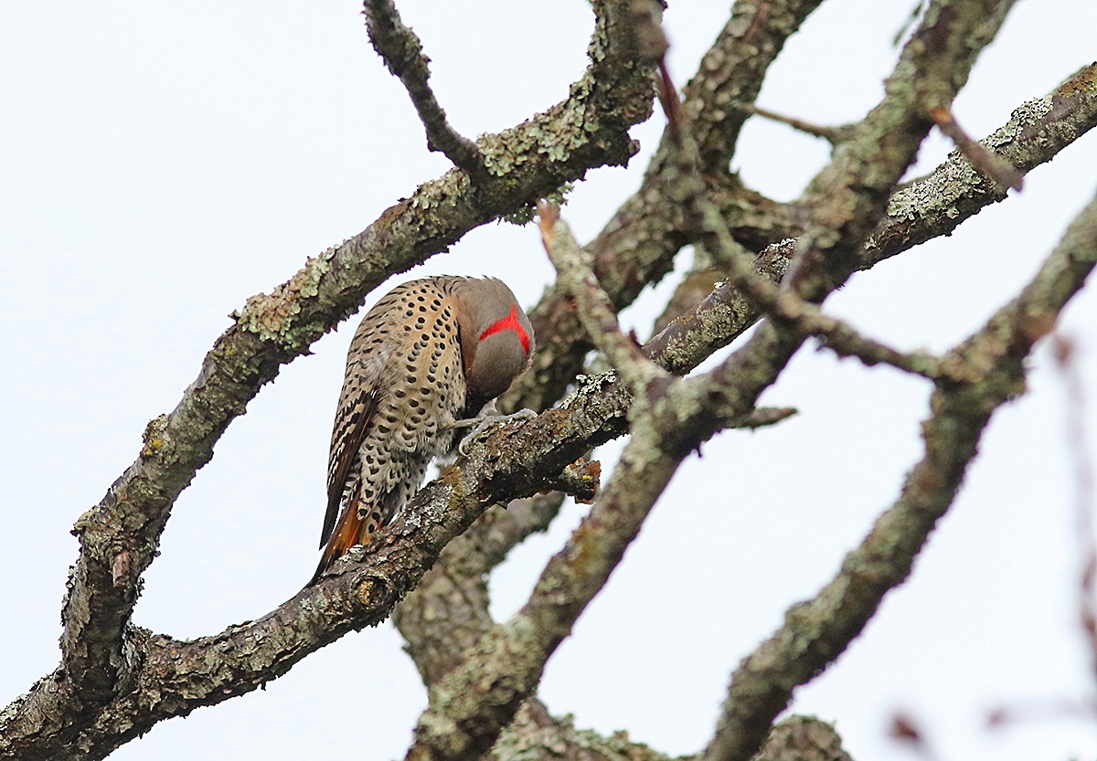 Northern Flicker - ML206576831