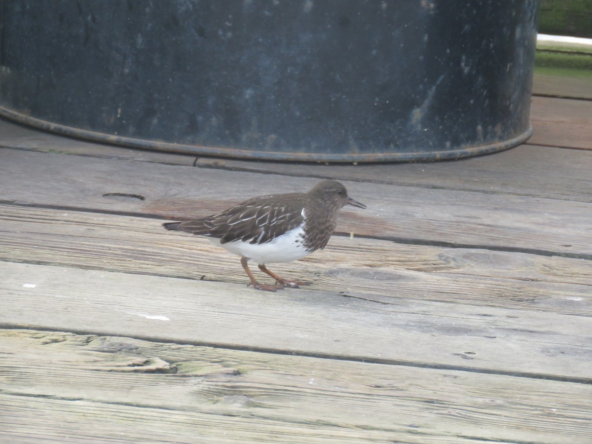 Black Turnstone - ML206577201