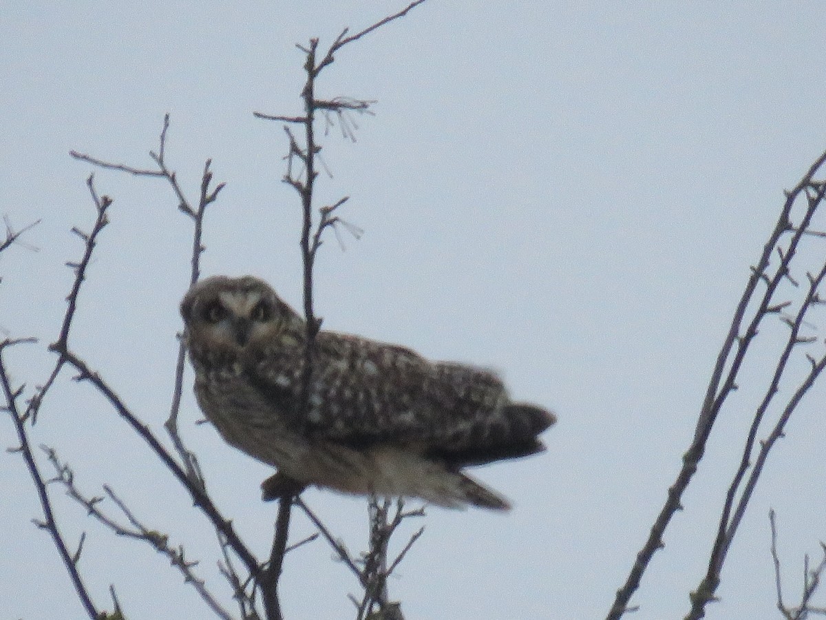 Short-eared Owl - ML206577431