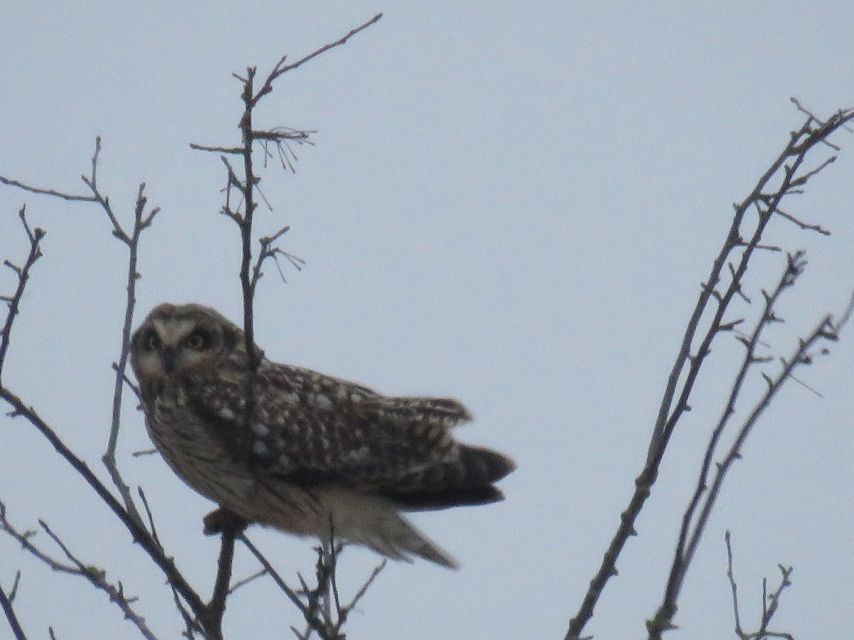 Short-eared Owl - ML206577441