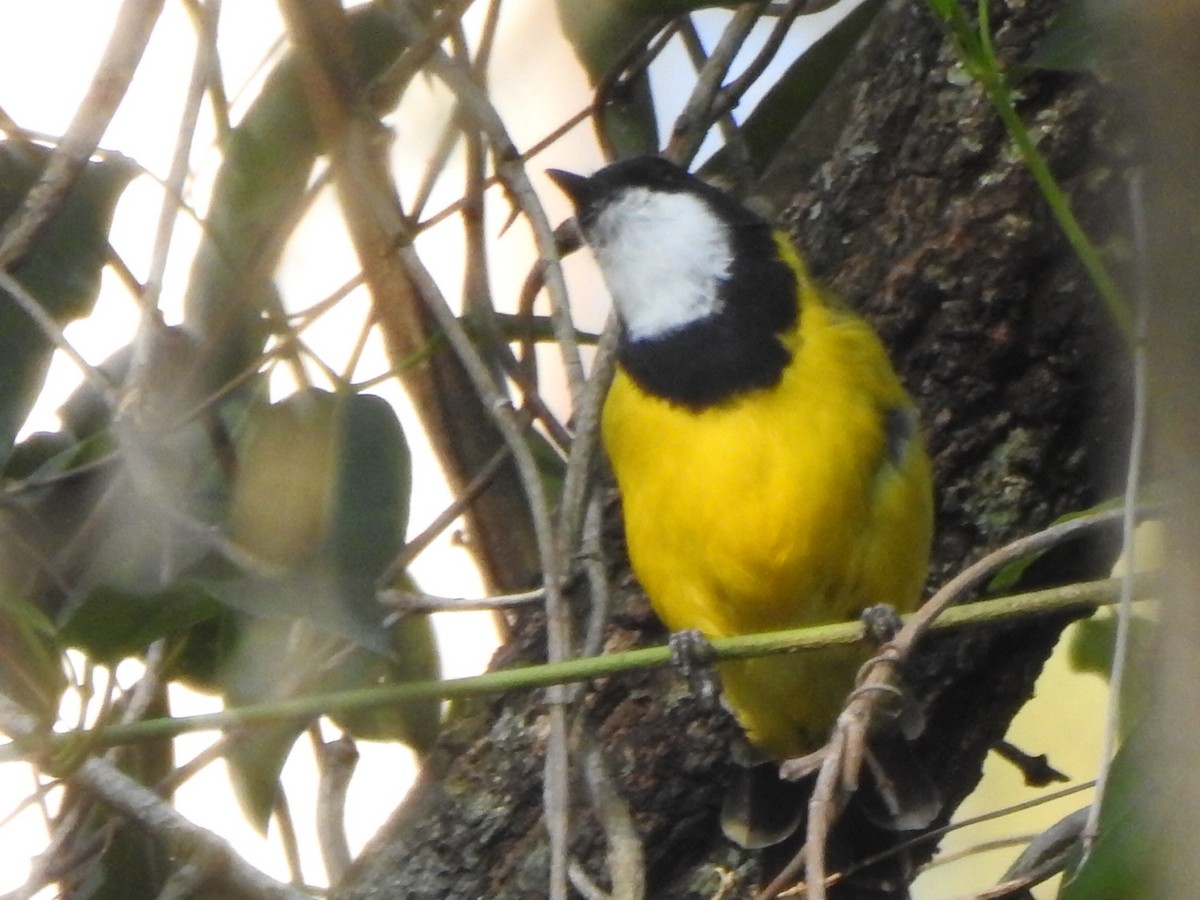 Golden Whistler (Eastern) - ML206577471