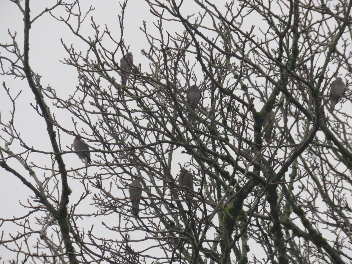 Band-tailed Pigeon - ML206577611