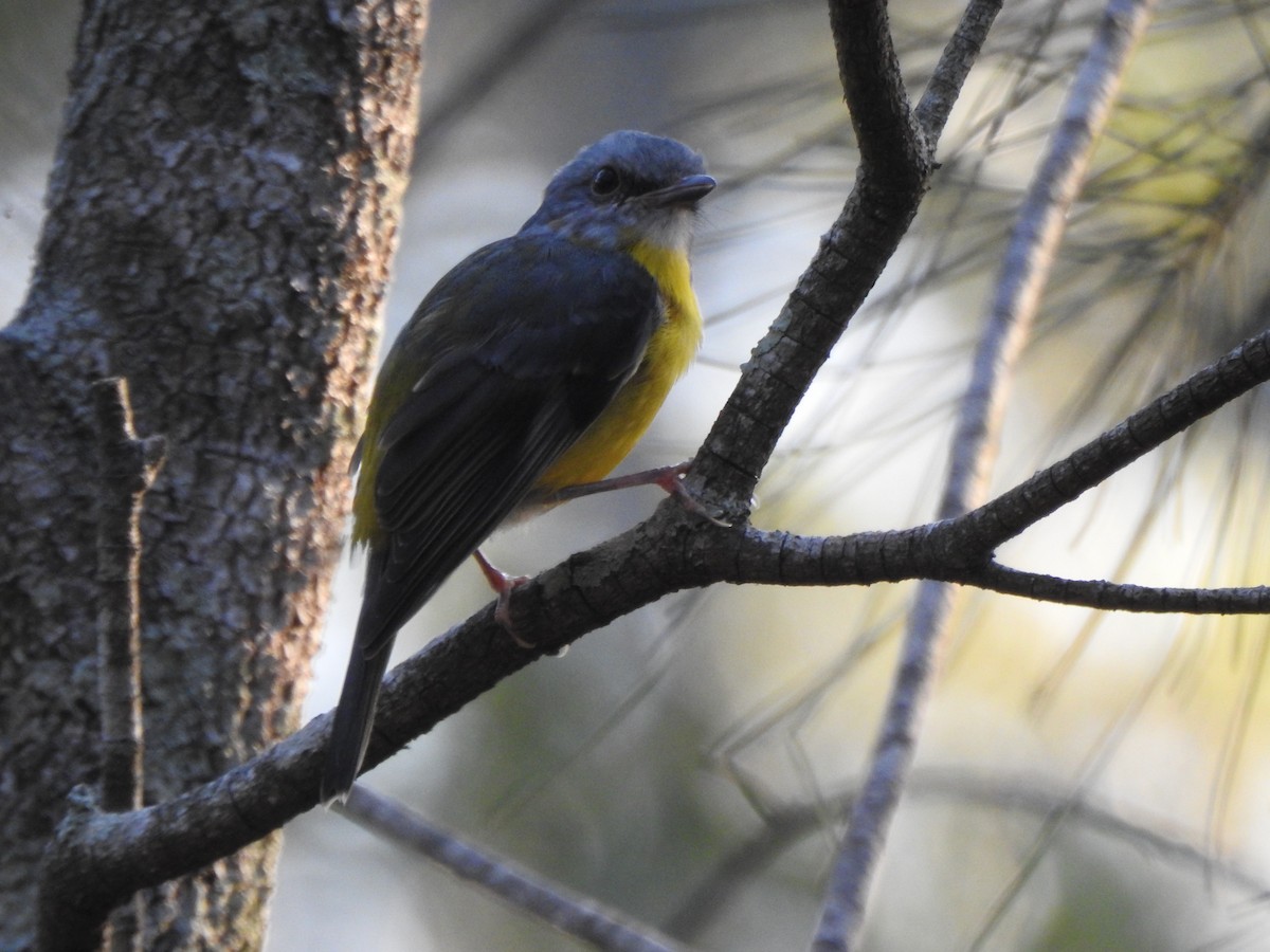 Eastern Yellow Robin - ML206577621