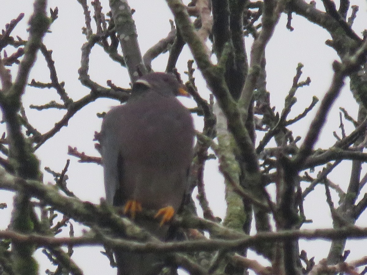 Band-tailed Pigeon - ML206577631