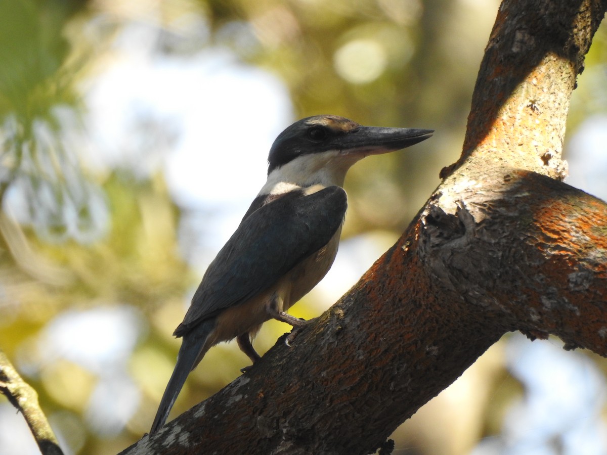 Sacred Kingfisher (Australasian) - ML206577981