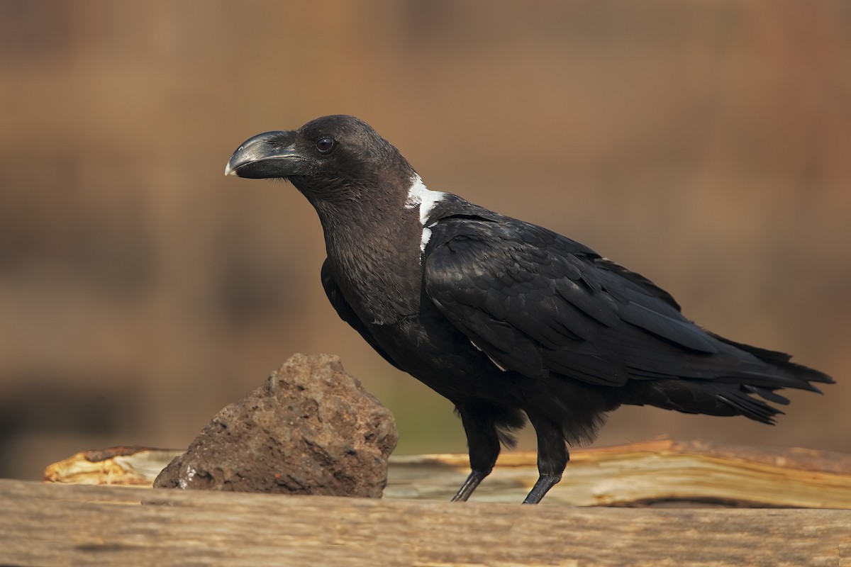 White-necked Raven - Marco Valentini